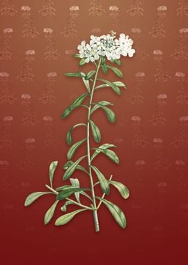 Small White Flowers on Red