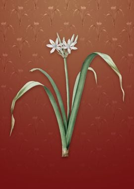 Small Flowered Pancratium