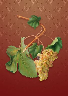 Vintage Vermentino Grapes