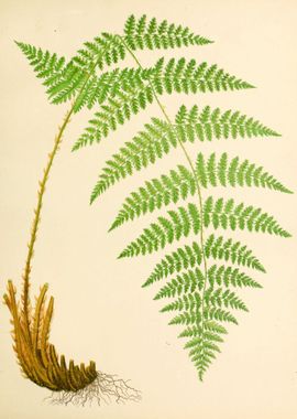 Vintage Fern Drawing 1