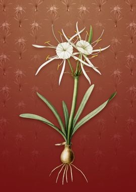 Streambank Spiderlily