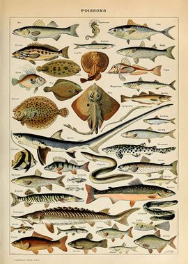 Adolphe Millot Fish