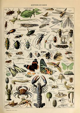 Adolphe Millot Arthropods