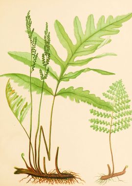 Vintage Fern Drawing 2