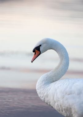 Beautiful white swan