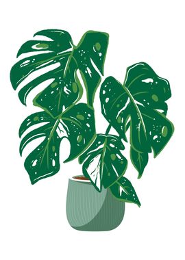 Variegated Monstera