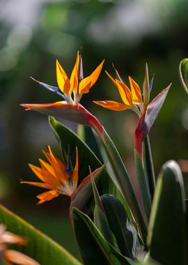 Strelitzia reginae, macro