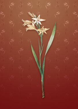 Gladiolus Cuspidatus