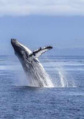 humpback whale