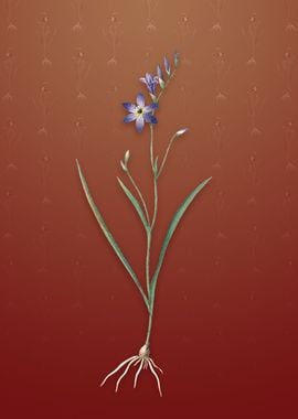 Vintage Ixia Secunda