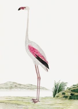 greater flamingo