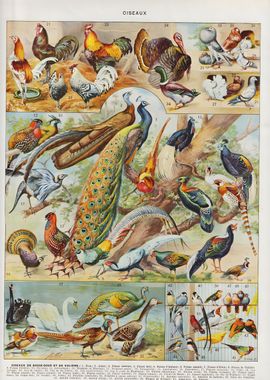 Vintage Oiseaux