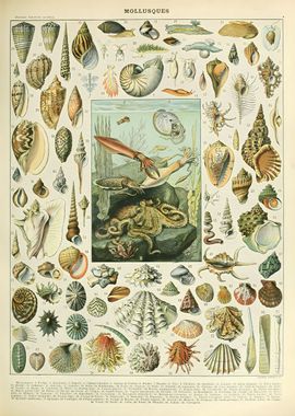 Vintage Mollusques