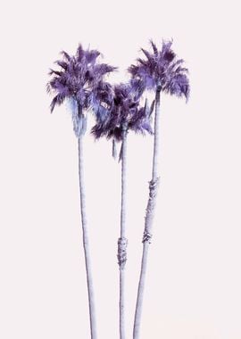 Palm Trees Dream 7