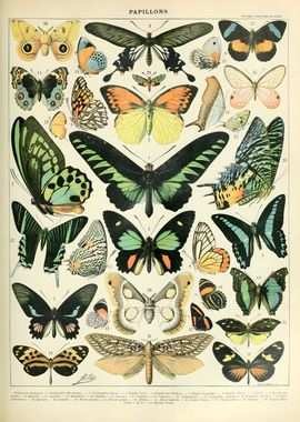 Butterfly Chart