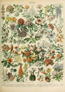 French FLEURS 1909