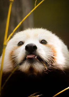 Cute panda