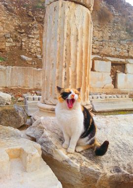 Wild Cat in Turkey