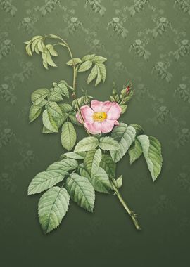 Apple Rose on Lunar Green