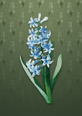 Vintage Dutch Hyacinth