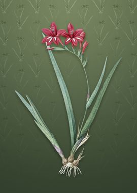 Gladiolus Cardinalis