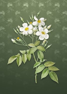 Musk Rose on Lunar Green