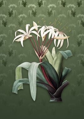 Vintage Crinum Erubescens