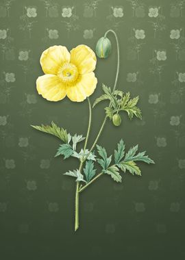 Vintage Welsh Poppy