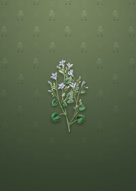 Dalmatian Wall Campanula