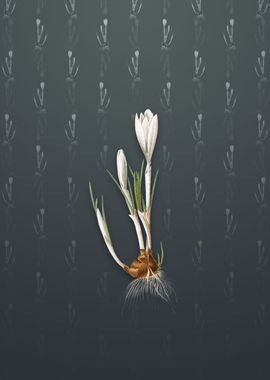 Vintage Spring Crocus