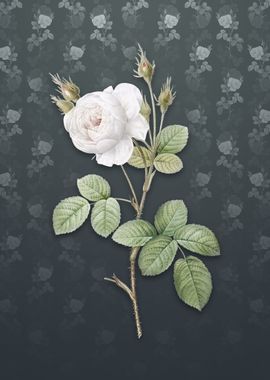 Vintage White Misty Rose