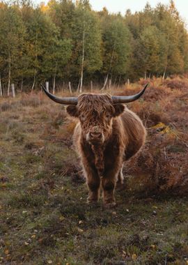 Highland Cow