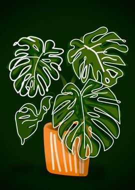 Monstera 