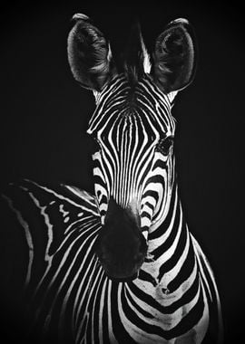 Black Zebra