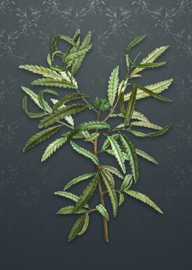 Sweetfern on Slate Gray