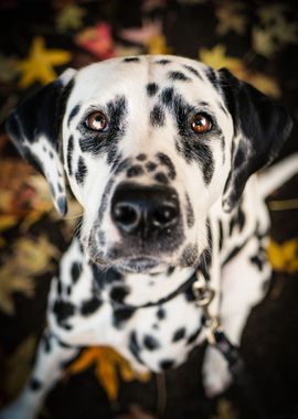 Autumn dalmatian