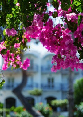 Pink flower, Greek garden