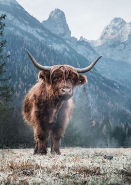 Highland Cow Cattle