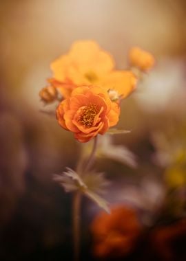 Orange flowers in garden