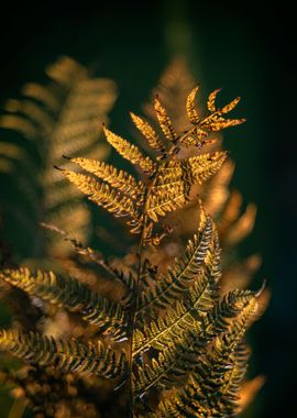 Autumn fern leaves, forest