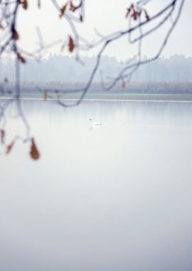 Foggy morning, autumn pond