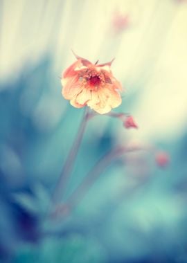 Orange flower,macro garden