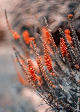 Summer garden, red flowers