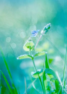 Blue flower, garden, macro