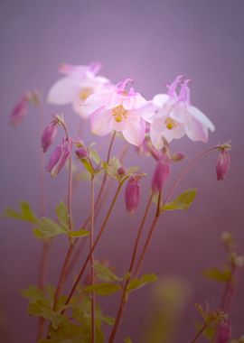 White and purple flowers