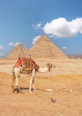 Camel In Giza