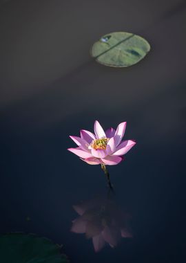 Lotus