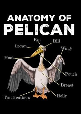 Anatomy Of A Pelican