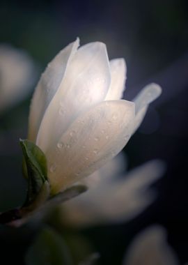 White magnolia flower