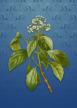 Vintage Climbing Hydrangea